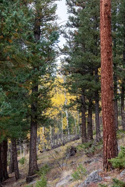 Вертикальний Знімок Жовтих Осикових Дерев Сосновими Деревами — стокове фото
