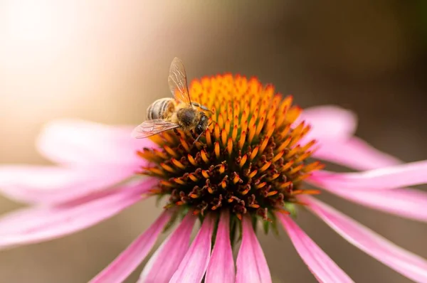 Makro Ujęcie Pszczoły Kwiatku — Zdjęcie stockowe