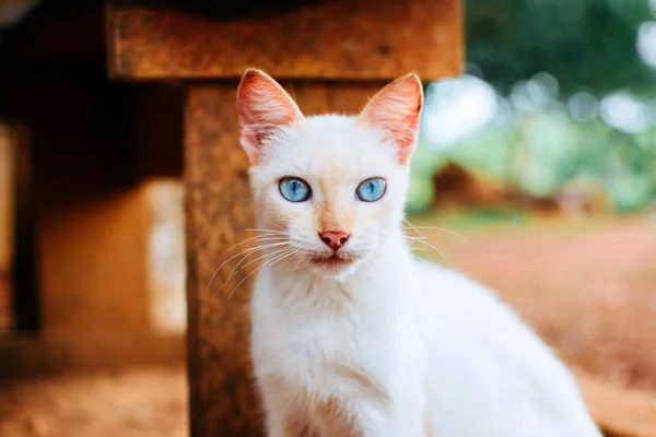 Primer Plano Gato Siamés Punta Roja Con Ojos Azules Mirando — Foto de Stock