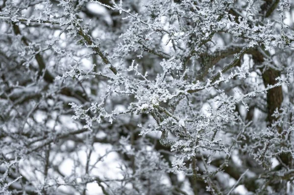 Płytki Strzał Ostrości Lodu Gałązce Drzewa Podczas Zimy — Zdjęcie stockowe