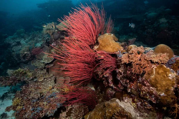 在清澈的海水中拍摄的红海鞭毛虫和珊瑚的特写镜头 — 图库照片