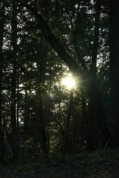 Malebný Pohled Východ Slunce Poklidném Lese — Stock fotografie
