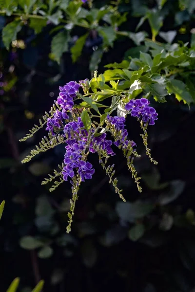 Μια Επιλεκτική Εστίαση Των Μοβ Λουλουδιών Duranta — Φωτογραφία Αρχείου