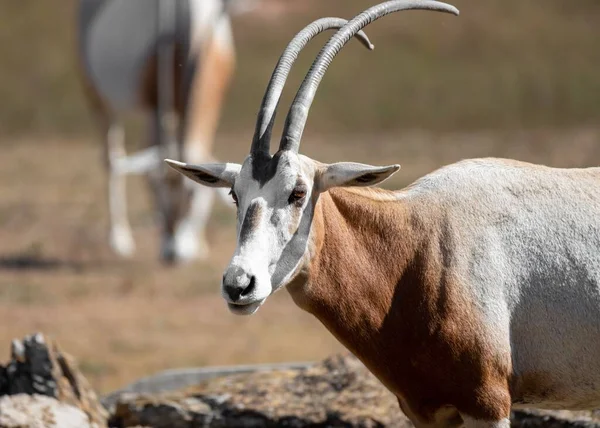 Egy Közeli Kép Egy Scimitar Oryx Kansas City Állatkertben — Stock Fotó
