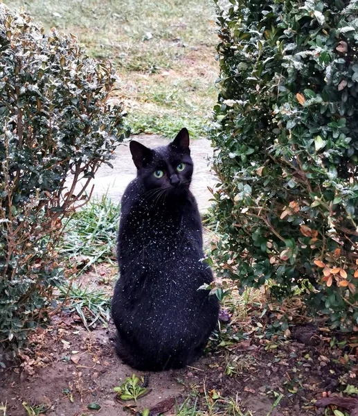 Tiro Vertical Lindo Gato Negro Con Copos Nieve Sobre —  Fotos de Stock
