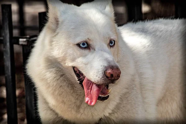 Retrato Husky Siberiano Blanco Lindo —  Fotos de Stock