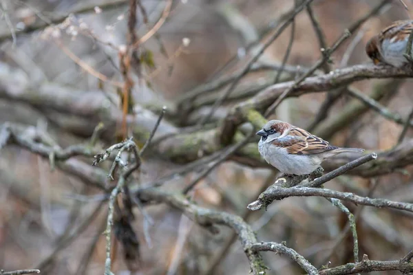 一只小麻雀的特写镜头 栖息在一根光秃秃的树枝上 — 图库照片