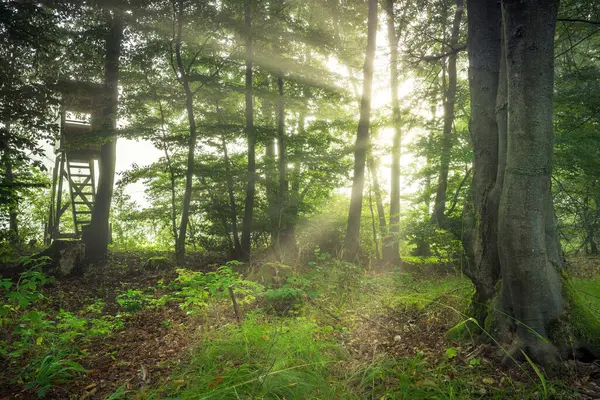 Une Belle Vue Sur Siège Chasseur Dans Forêt — Photo
