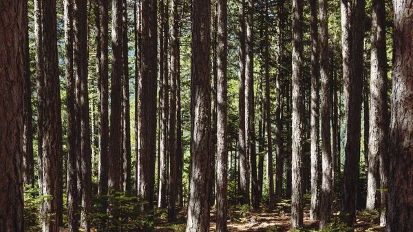 Una Fitta Foresta All Inizio Dell Autunno — Foto Stock
