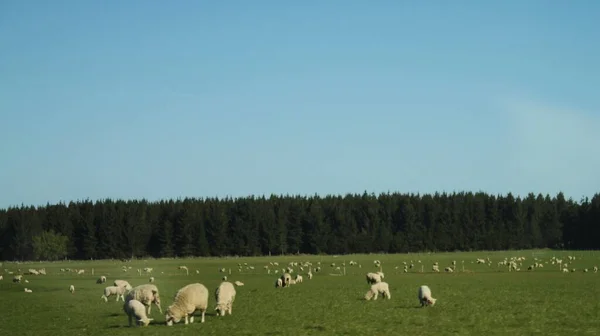 Beau Cliché Troupeau Moutons Broutant Dans Champ — Photo