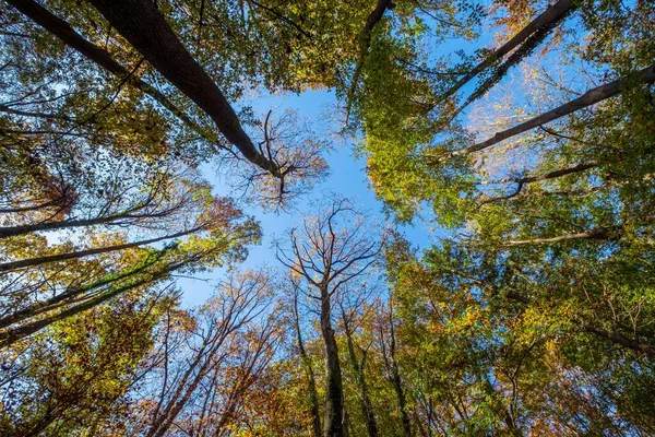 Sonbaharda Bulutsuz Mavi Gökyüzüne Karşı Bir Ormanın Alçak Açılı Görüntüsü — Stok fotoğraf