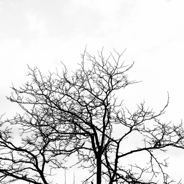 Une Vue Panoramique Des Arbres Bois Avec Des Branches Nues — Photo