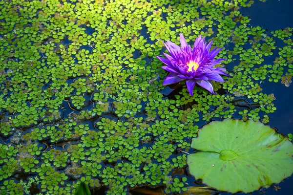 Eine Hochwinkelaufnahme Eines Lila Lotus Einem Wasser Das Von Grünen — Stockfoto