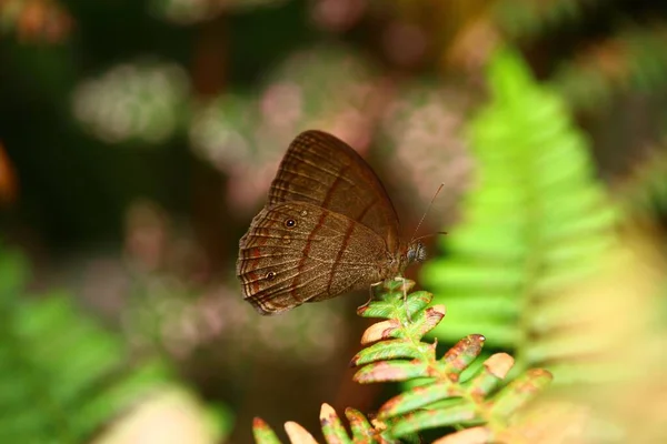 一只褐色蝴蝶 翅膀上有红线 栖息在花园里树叶上的宏观画面 — 图库照片
