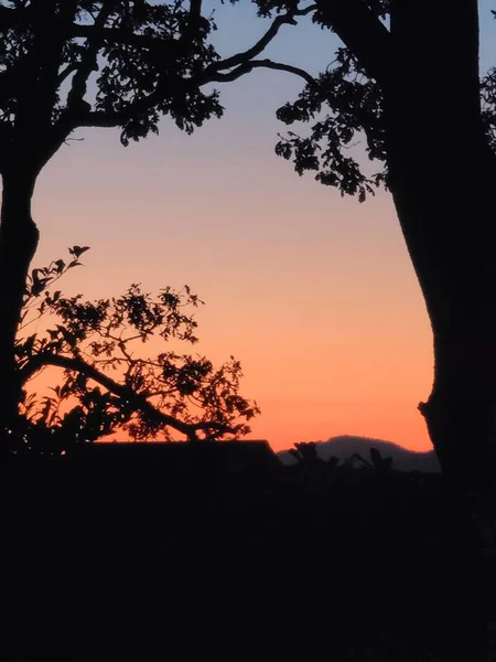 Une Belle Silhouette Arbres Ciel Clair Coucher Soleil Orange — Photo