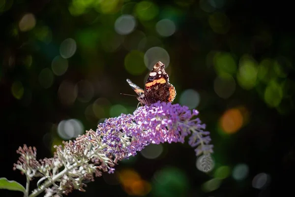 紫色の花に蝶のクローズアップショット — ストック写真