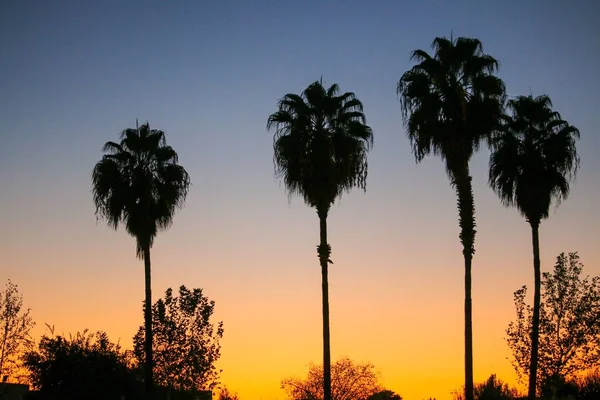 Die Silhouette Hoher Palmen Zwischen Kleineren Bäumen Gegen Den Sonnenuntergang — Stockfoto
