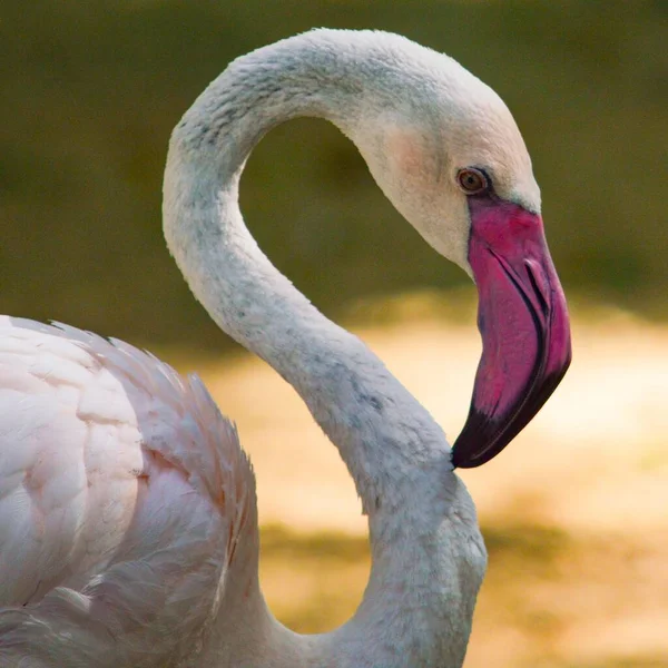 Portrait Flamingo Stock Image