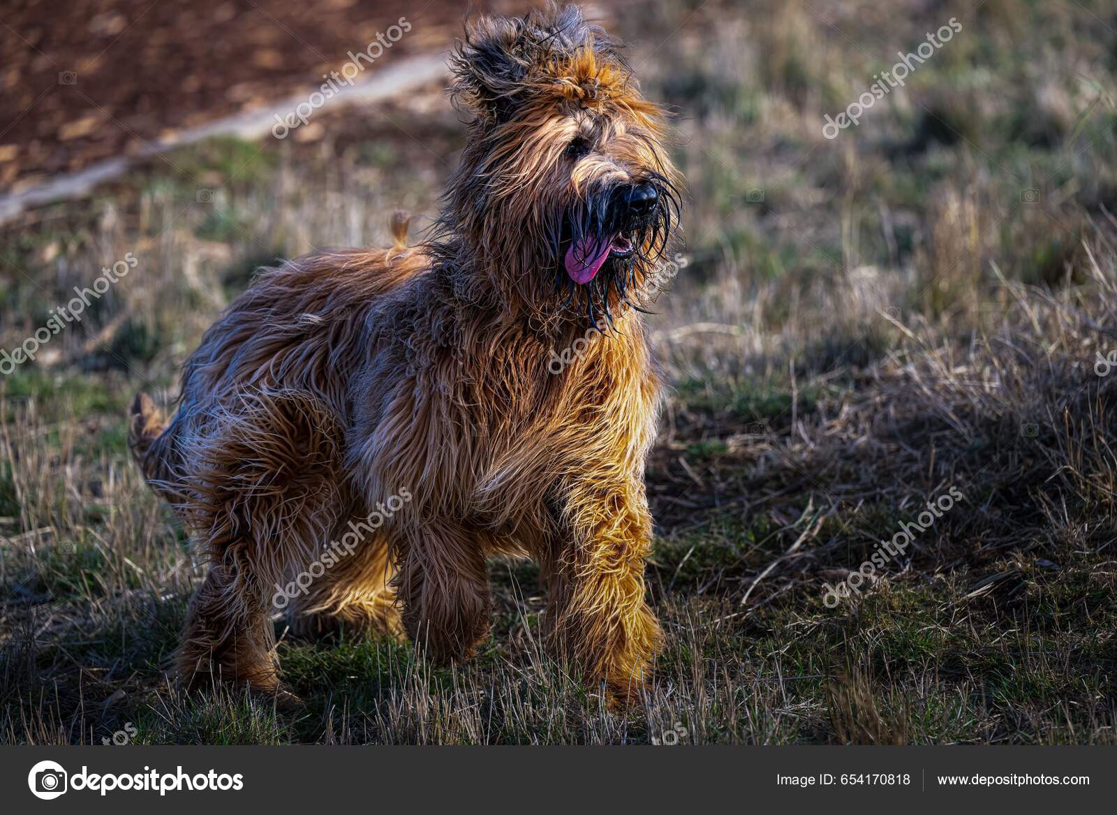 Beautiful View Tan Colored Shaggy Dog Walking Park — Stock Photo