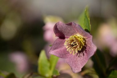 Pembe, nazik Anemone çiçeğinin yakın çekimi bulanık bir arkaplanda güneş ışınlarıyla aydınlatılır.