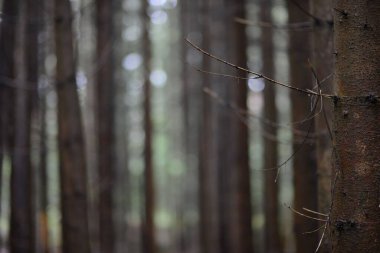 Bulanık bir arka planda büyüyen dalları olan bir ağaç gövdesinin yakın plan çekimi.