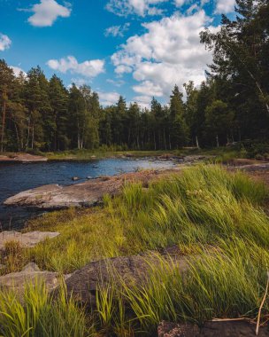 Ormanın ortasında, göl kıyısında çimenle kaplı taşların dikey görüntüsü.