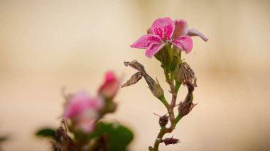 Bulanık krema arka planına karşı pembe Kalanchoe (Kalanchoe) yakın plan