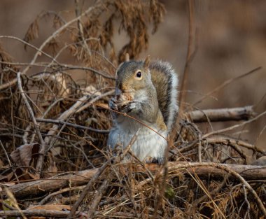 Ağaçtaki kuru dalları olan Doğu gri sincabı yakın plan yiyor.