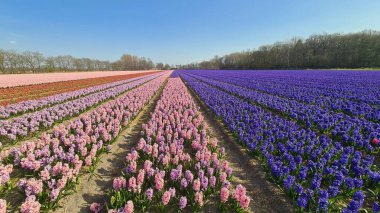 Güneşli bir yaz gününde ekili bir tarlada renkli Hyacinth çiçekleri.