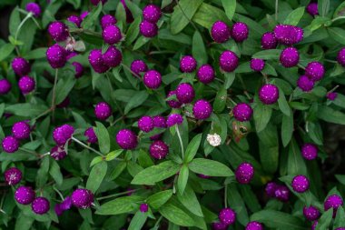 Mor kırmızı gomphrena çiçeklerinin bir bahçede yakın plan çekimi.