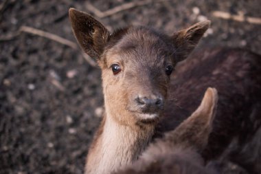 Tatlı bir bebek Sika geyiği (Cervus nippon) bulanık arka plandaki kameraya bakıyor