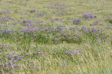 Mor çiçekli limonyum vulgare deniz lavantasıyla dolu bir tarla.