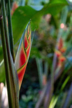 Bahçedeki tropikal bitkilerin yakın çekimi.