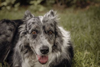 Güneşli bir günde parkta oturan bir Border Collie köpeğinin yakın çekimi.