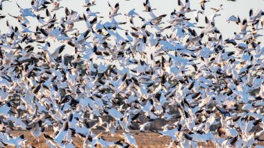 Bir grup kuşun uçarken üzerlerinde güneş varken göç etmelerinin güzel bir görüntüsü.
