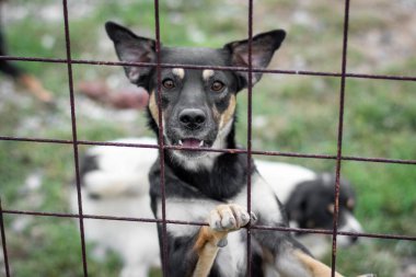 Çitten dışarı bakan bir Mayorka Ratter cins köpeğinin yakın çekimi.