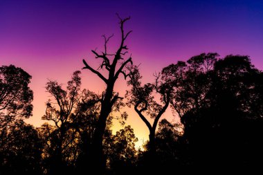 Nightscape ağaç uçları, Serpentine barajı, Batı Avustralya