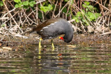 Gündüz vakti göl kıyısında duran bir kırlangıç kuşunun yakın plan çekimi.