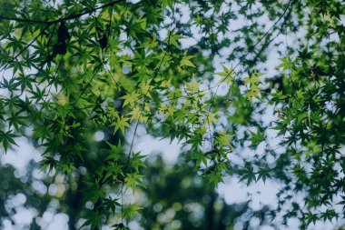 Güneşli bir günde, ağaç dallarındaki yeşil yaprakların bulanık arkaplanlarının seçici odak noktası.