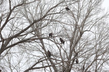 Ağaca tünemiş bir grup kel kartal, Haliaeetus leucocephalus..