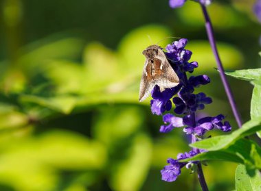 Anagrapha Falcifera güvesinin güneş ışığının altındaki mor bir çiçeğe yakın çekimi.