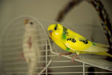 Kafesin içinde beyaz muhabbet kuşunun kafesinde duran sarı bir muhabbet kuşu.