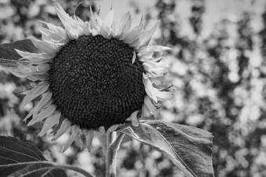 Bahçede büyüyen bir ayçiçeğinin gri tonlu yakın çekimi.