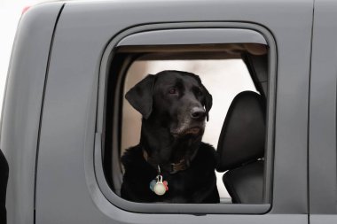 Arabanın penceresinden bakan siyah bir Labrador 'un yakın çekimi..