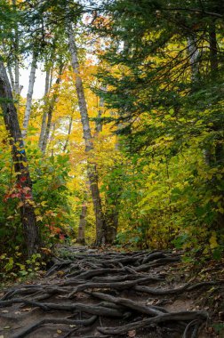 A beautiful view of colorful trees in the forest