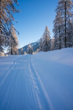 Mavi gökyüzüne karşı uzun ağaçlarla çevrili karlı ormanda küçük bir patikanın dikey görüntüsü.