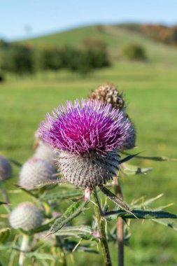 Bir Cirsium eriophorum ya da sonbaharda açan yün devedikeni.