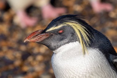 Bir kaya sıçrayan penguen hakkında detaylı bir fotoğraf.