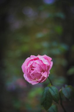 Pembe bir gülün dikey yakın çekimi ve yaprakları bulanık arka planda su damlaları.