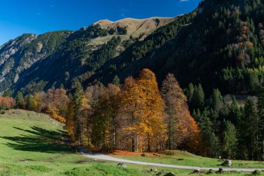 Sonbahar ağaçlarından ve mavi gökyüzünün altındaki dağlardan oluşan güzel bir manzara.